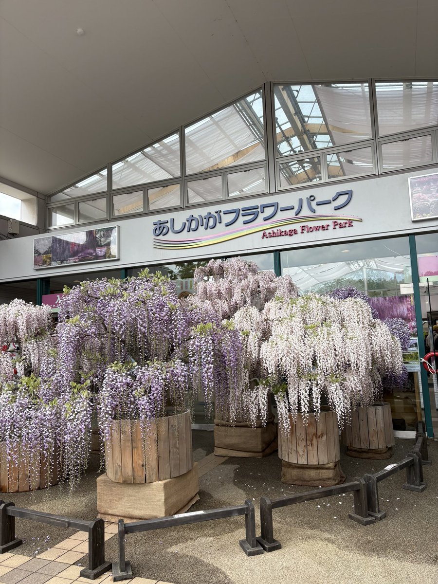 kuramon_photos's tweet image. ドラクエグッズ満載！

最高！

#あしかがフラワーパーク 
#DQ
#ドラゴンクエスト