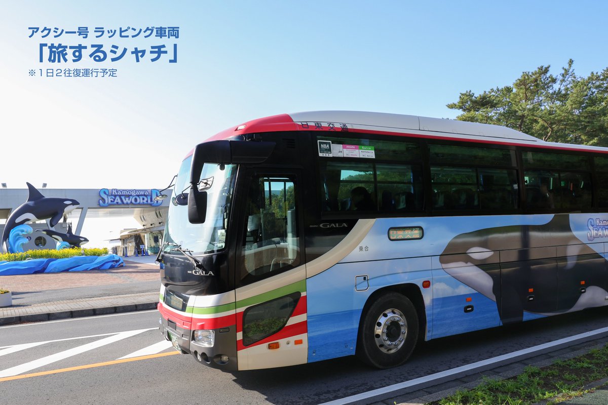 鴨川シーワールド ちょこるか> 可愛すぎて食べられない？！「ちょこるか」をご存知ですか
