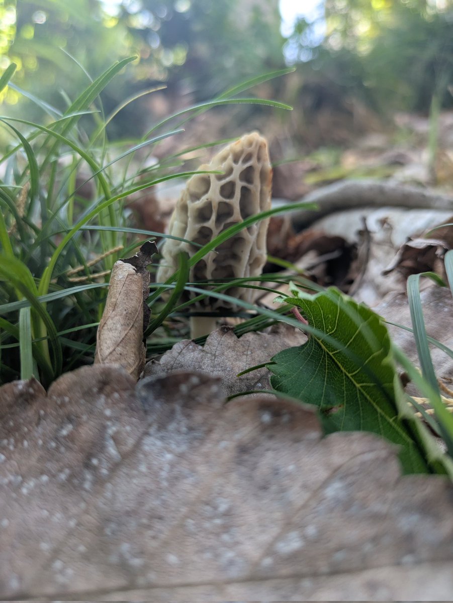 うちのベランダのすぐ下の茂み。
去年までなかったのにアミガサタケがニョッキリ。
毎年ベランダで干してるから胞子が定着したのかな?
来年も出るといいな。