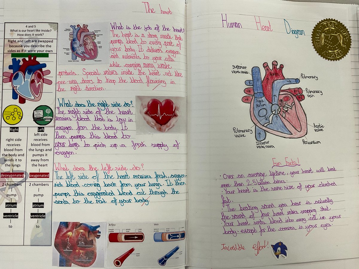 MarshfieldPS's tweet image. Year 6 Stan Lee showcased some fantastic independent research on the heart ahead of their dissection workshop! 🫀🔬 Brilliant curiosity and preparation on display — real scientists in the making.

More photos to follow! 📸
#MPSScience @Curriculum_USP #Ambition