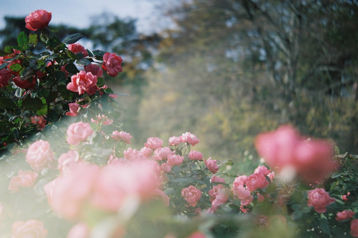 low_prawfile's tweet photo. Il y a aura toujours une place pour les fleurs sur mon film https://t.co/mkmaaolKUH