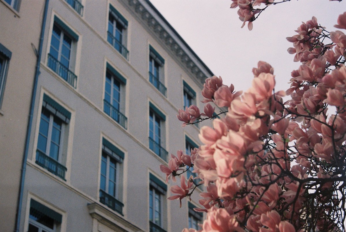 low_prawfile's tweet photo. Il y a aura toujours une place pour les fleurs sur mon film https://t.co/mkmaaolKUH