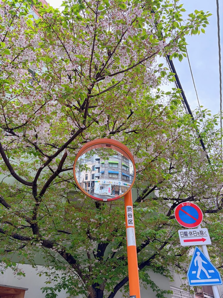 兔子 tweet media