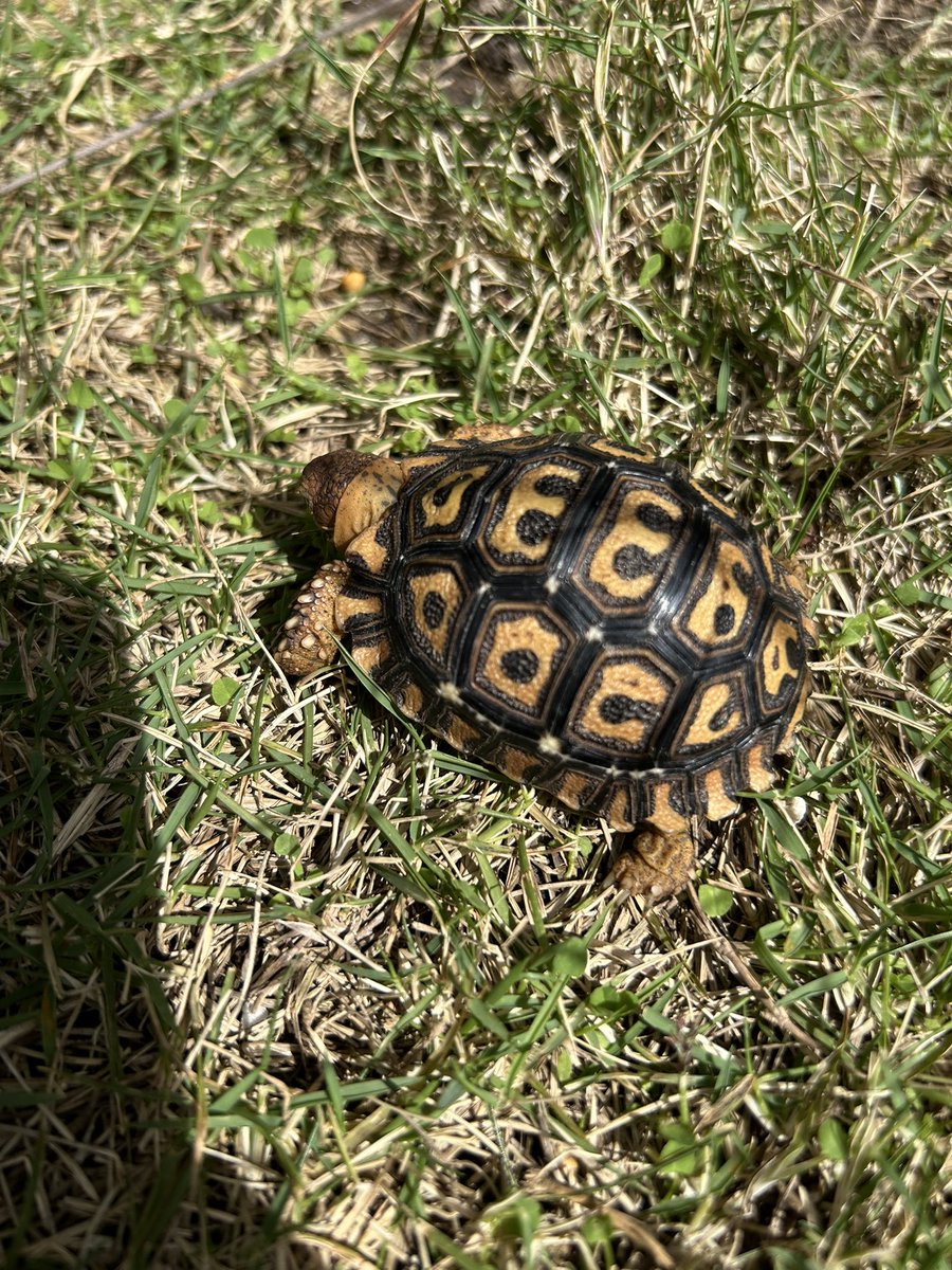 良い季節に大量に状態のいい南アフリカCBが入っていたので、私も1週間前から飼っています。
ケニアやザンビアの安心サイズがお勧めですが、大量に入っているし状態もいいので興味ある人も多いだろうと言うことで、飼育併走記録を見たい人はinstagramを確認してください！🫶
♂と♀です(独断)