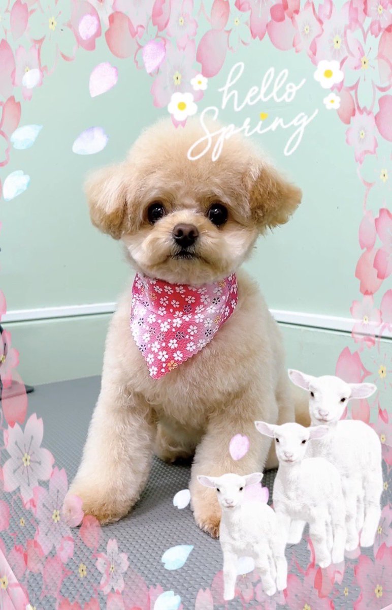 LinaBelltan's tweet photo. 今月のリーナのトリミング𝐃𝐚𝐲🐶🫧
おつかれさま♡

#愛犬 #犬のいる暮らし #犬のいる幸せ #トリミング #チワワ #トイプードル #チワプー https://t.co/UHE5vOSR9o