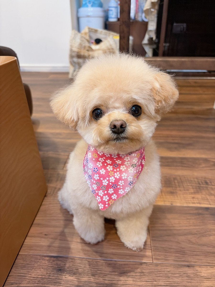 LinaBelltan's tweet photo. 今月のリーナのトリミング𝐃𝐚𝐲🐶🫧
おつかれさま♡

#愛犬 #犬のいる暮らし #犬のいる幸せ #トリミング #チワワ #トイプードル #チワプー https://t.co/UHE5vOSR9o