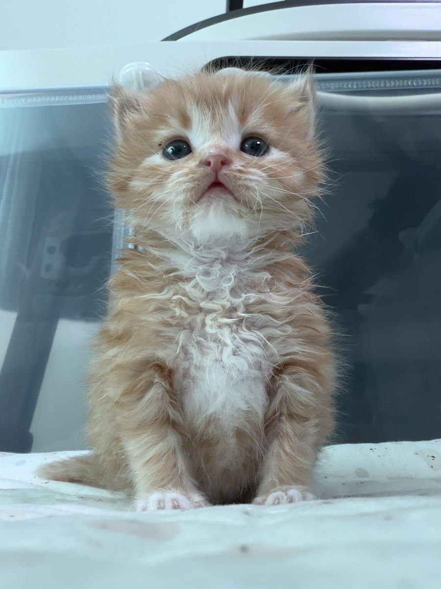 째앙금 tweet media