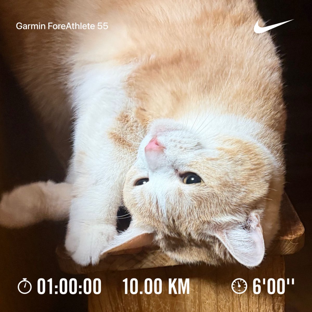 cronoszx12r's tweet image. 今日は10km走りました。
ベルちゃんは今日もご機嫌です。

#NRC #nikepuls #justdoit
#べるちゃん #猫
#ランニング