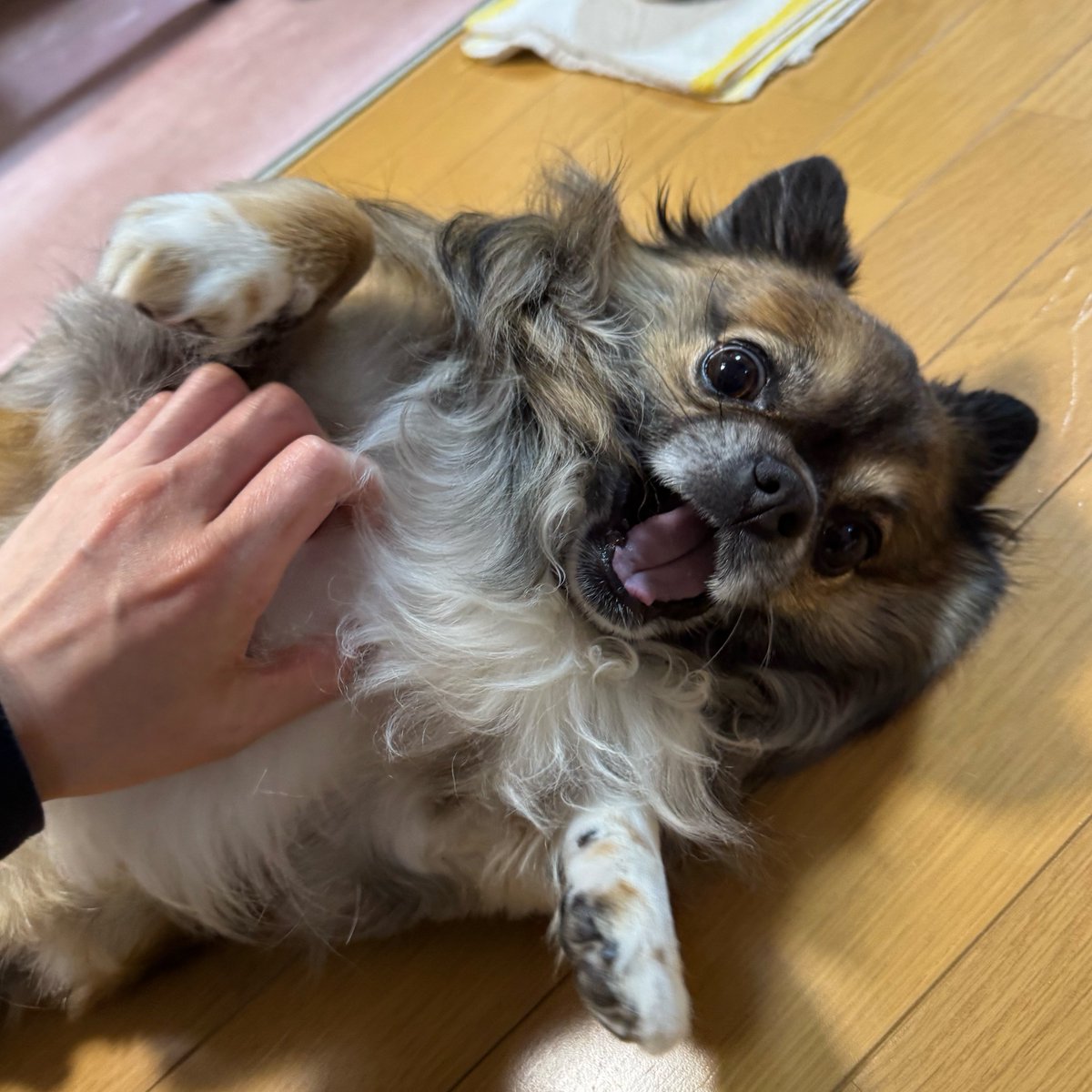沙々 tweet media