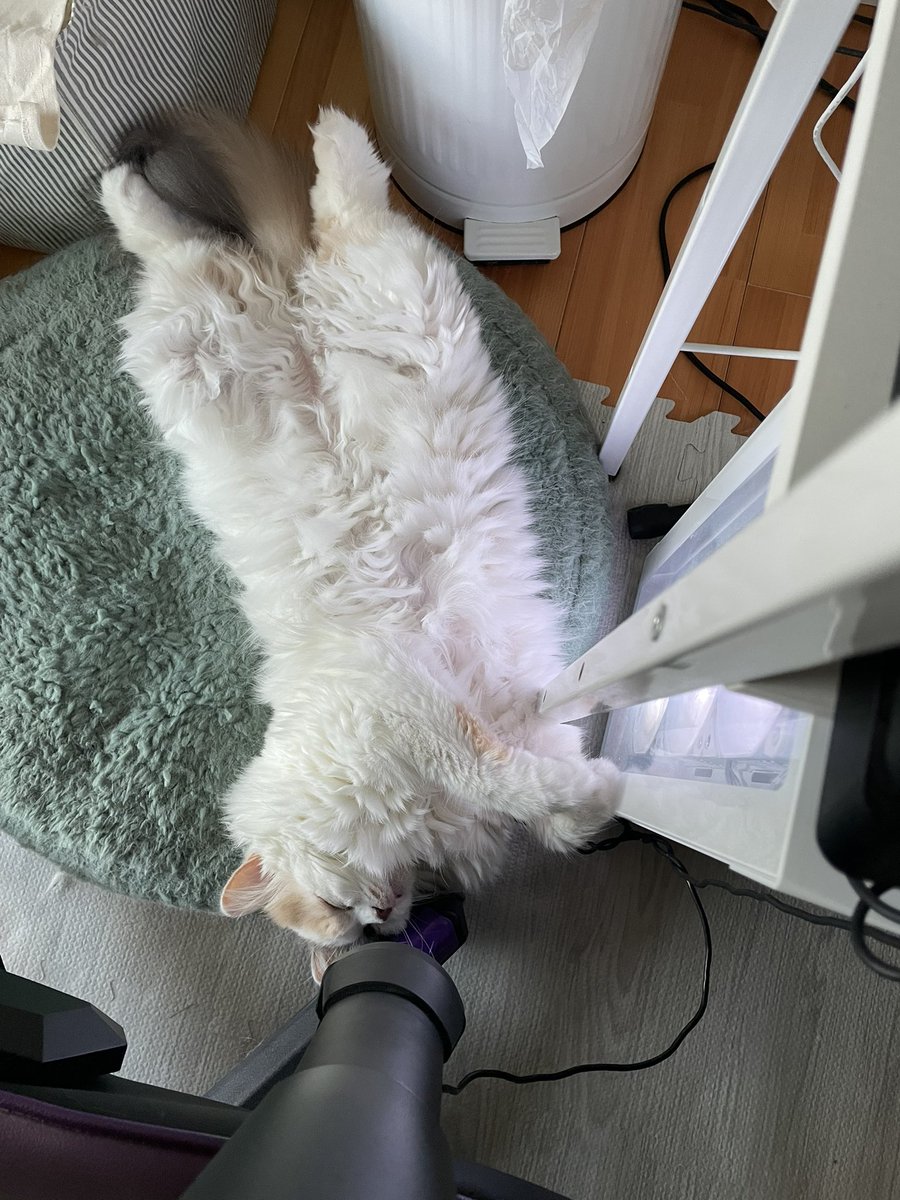 くろいけ もみみ@パチスロ来店系Vtuber🎀🐈‍⬛🎀 tweet media