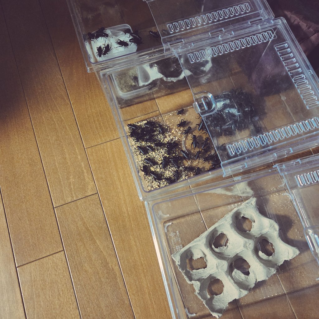 layla_rep's tweet photo. 今年は🦗再開&amp;初デュビア
騒音で寝不足になる運命さえ受け入れればやっぱ見てて楽しいなーあーまた羽をちょんぎる日々が始まるのかー、そっかー、そっかｧ… https://t.co/RJCJ95pYJj