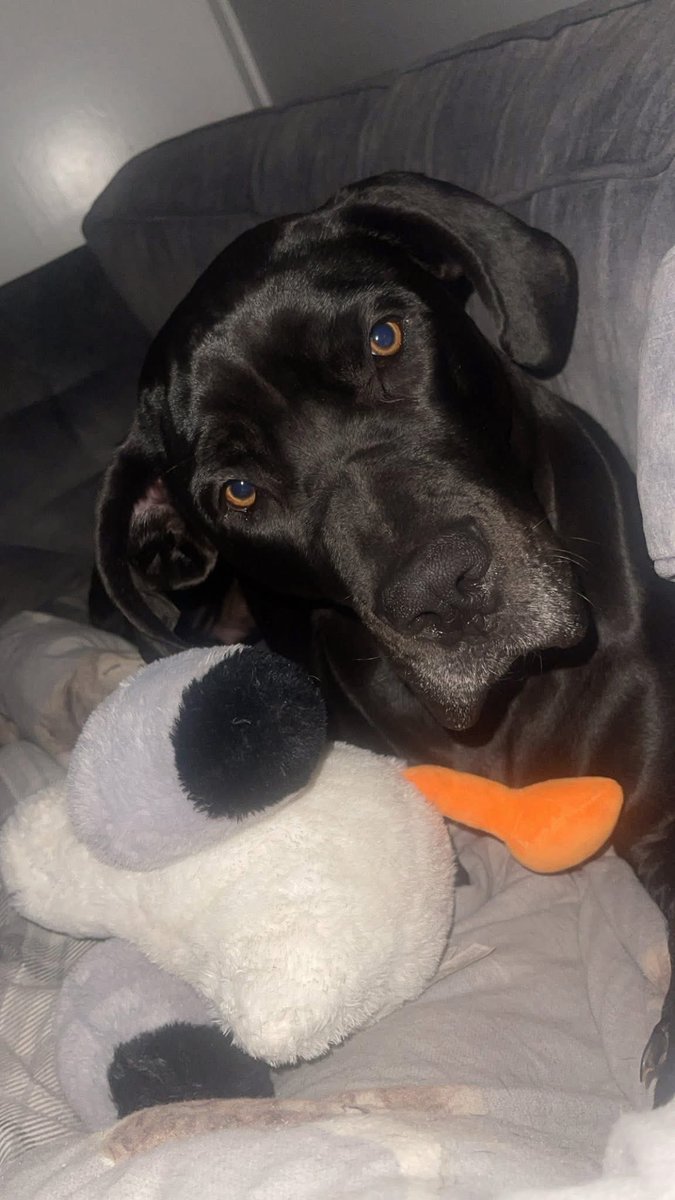 Help2Rehome Scotland tweet media