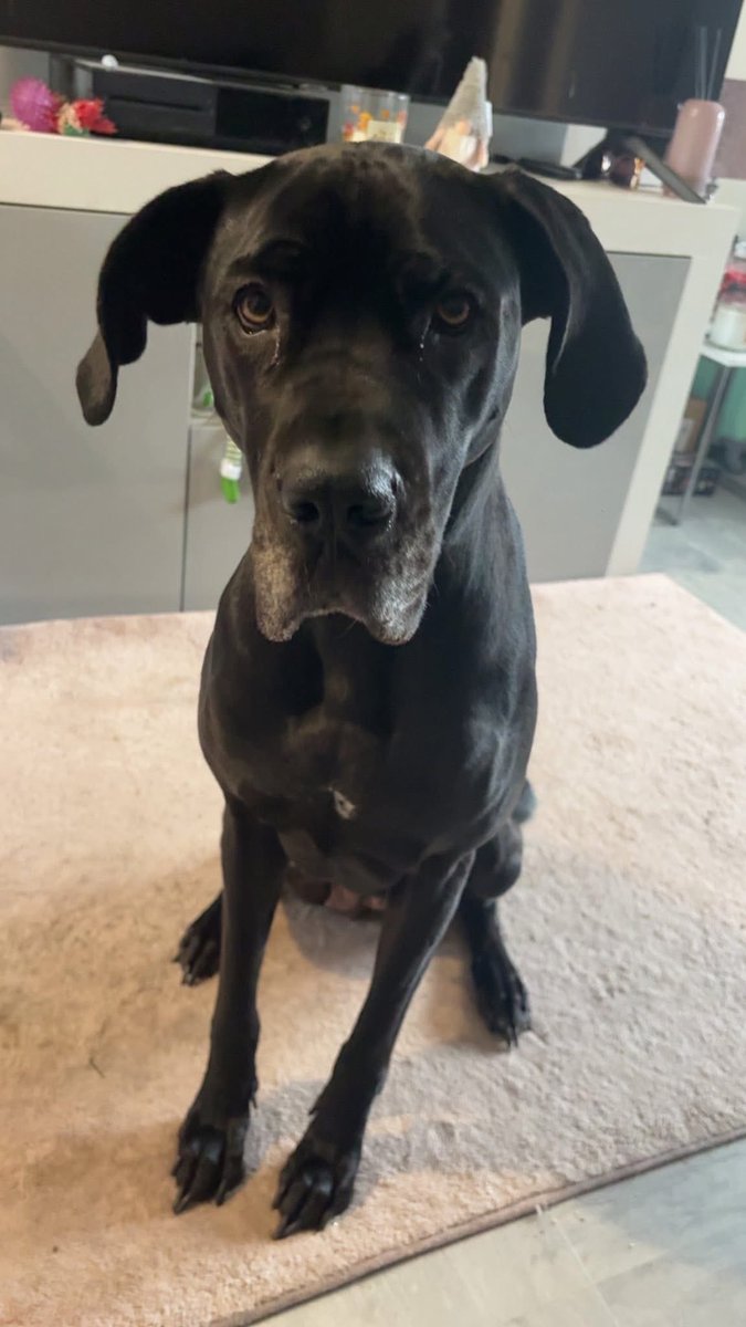 Help2Rehome Scotland tweet media