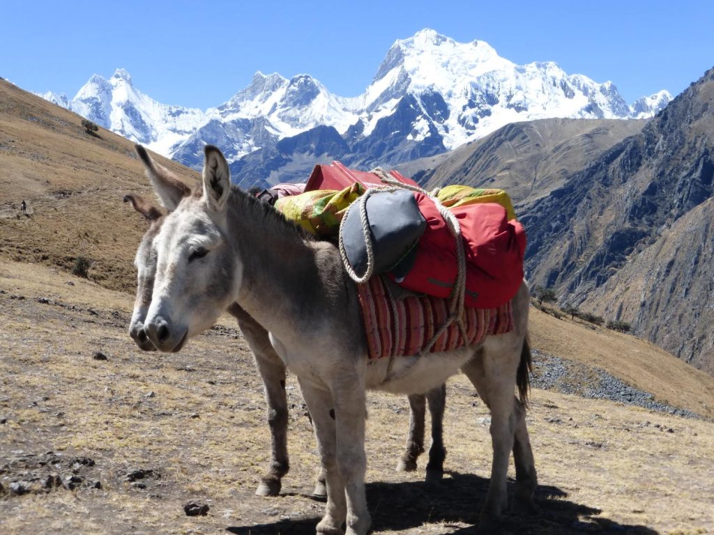 Para un guía con más de dos décadas de experiencia como Hugo Cózar, técnico deportivo de alta #montaña y pilar de Muntania desde 2012, hay lugares e itinerarios que se graban en la retina por su carácter. Es el caso de la cordillera #Huayhuash, en #Perú 🇵🇪
muntania.com/blog/huayhuash…