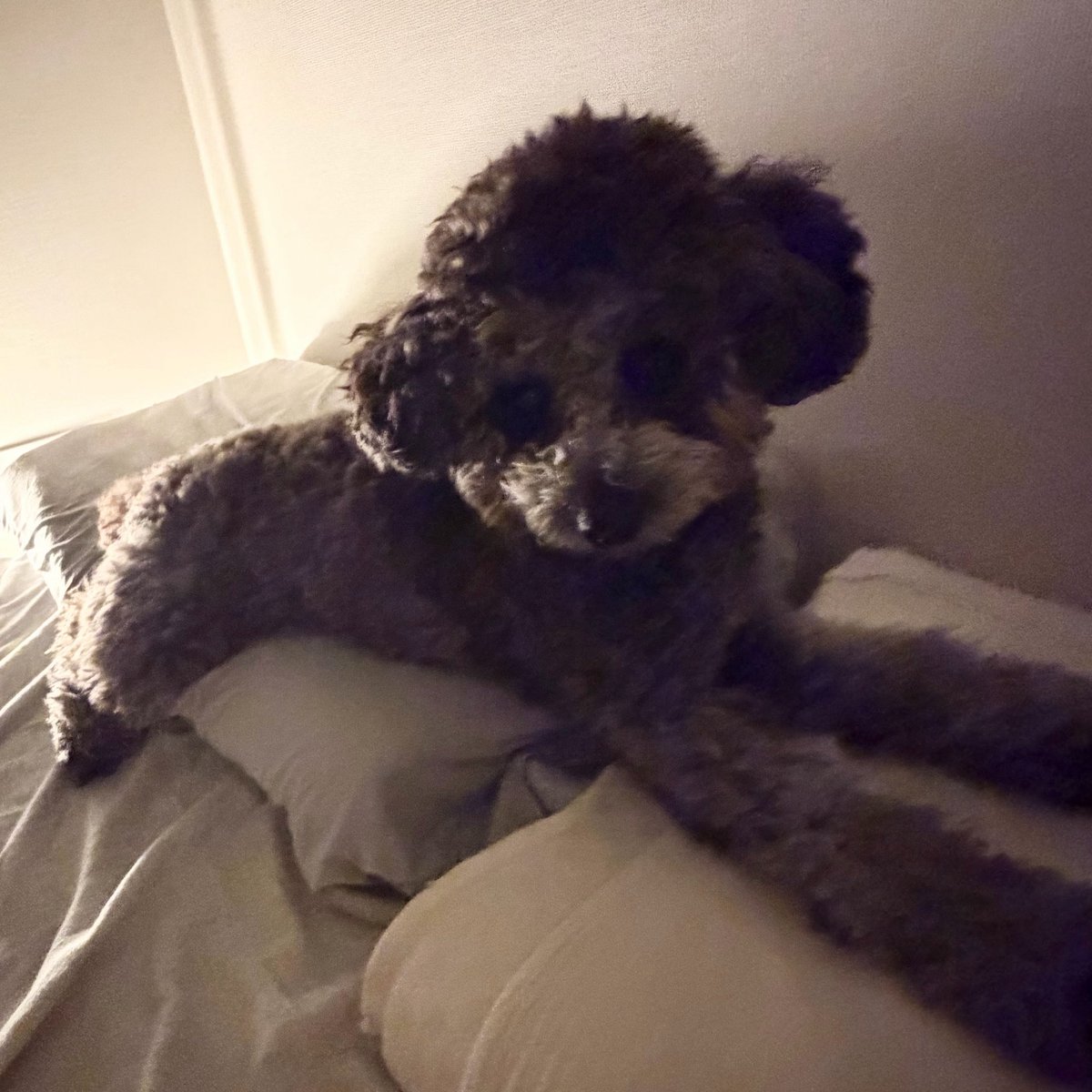 いぬ、ししおうまる tweet media