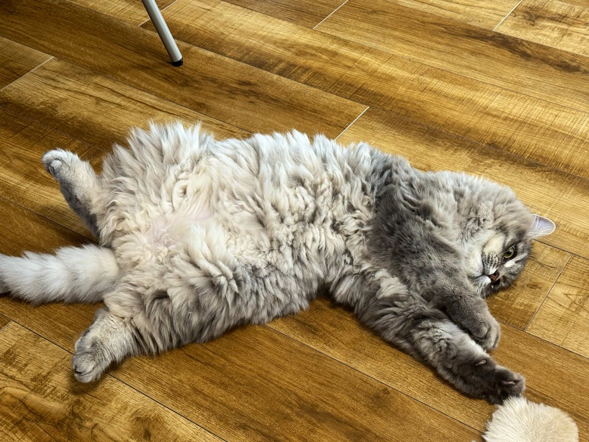 藤渚はすきぃ🐾Vな管理栄養士🍴 tweet media