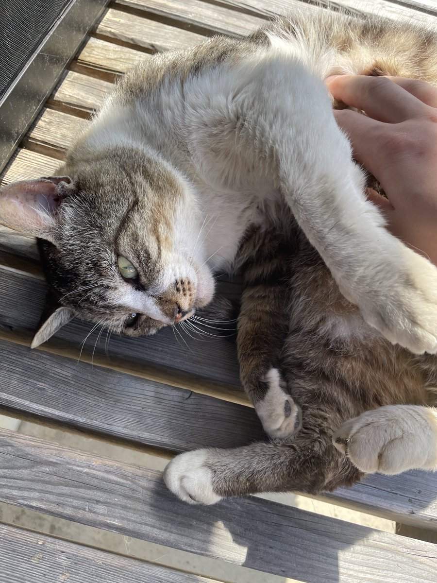 ゴa.k.a.ゆきんこゆき坊 tweet media