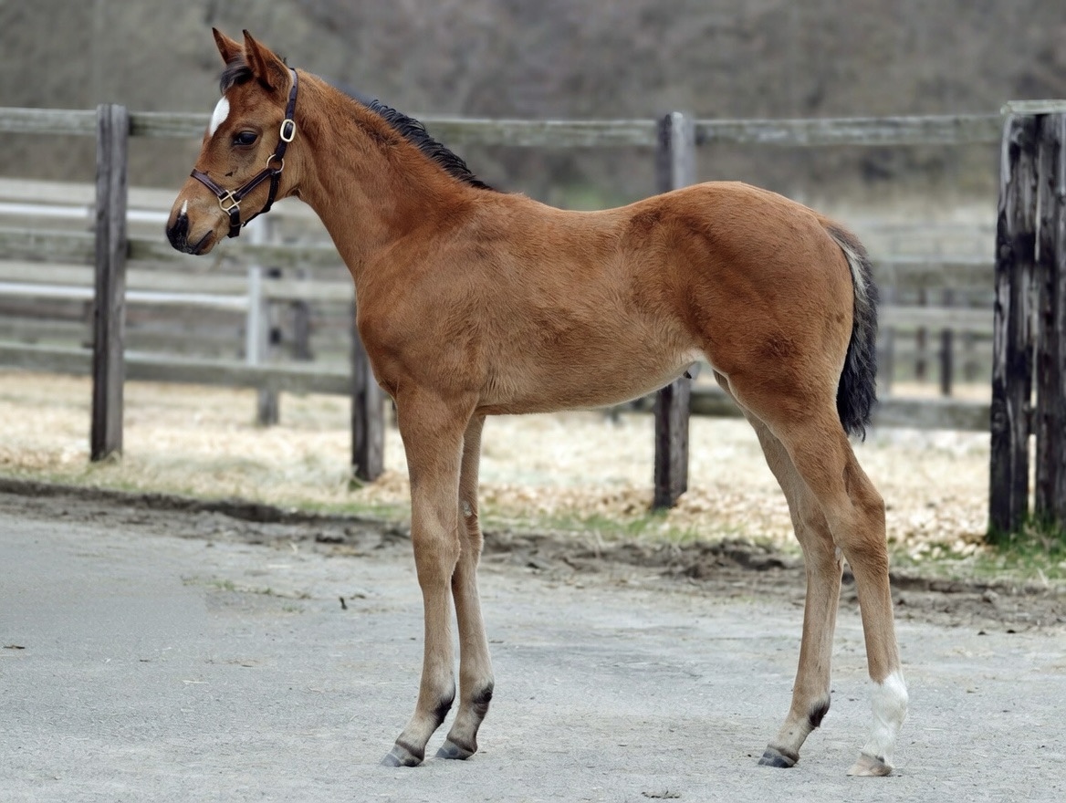 JBBA stallions tweet media