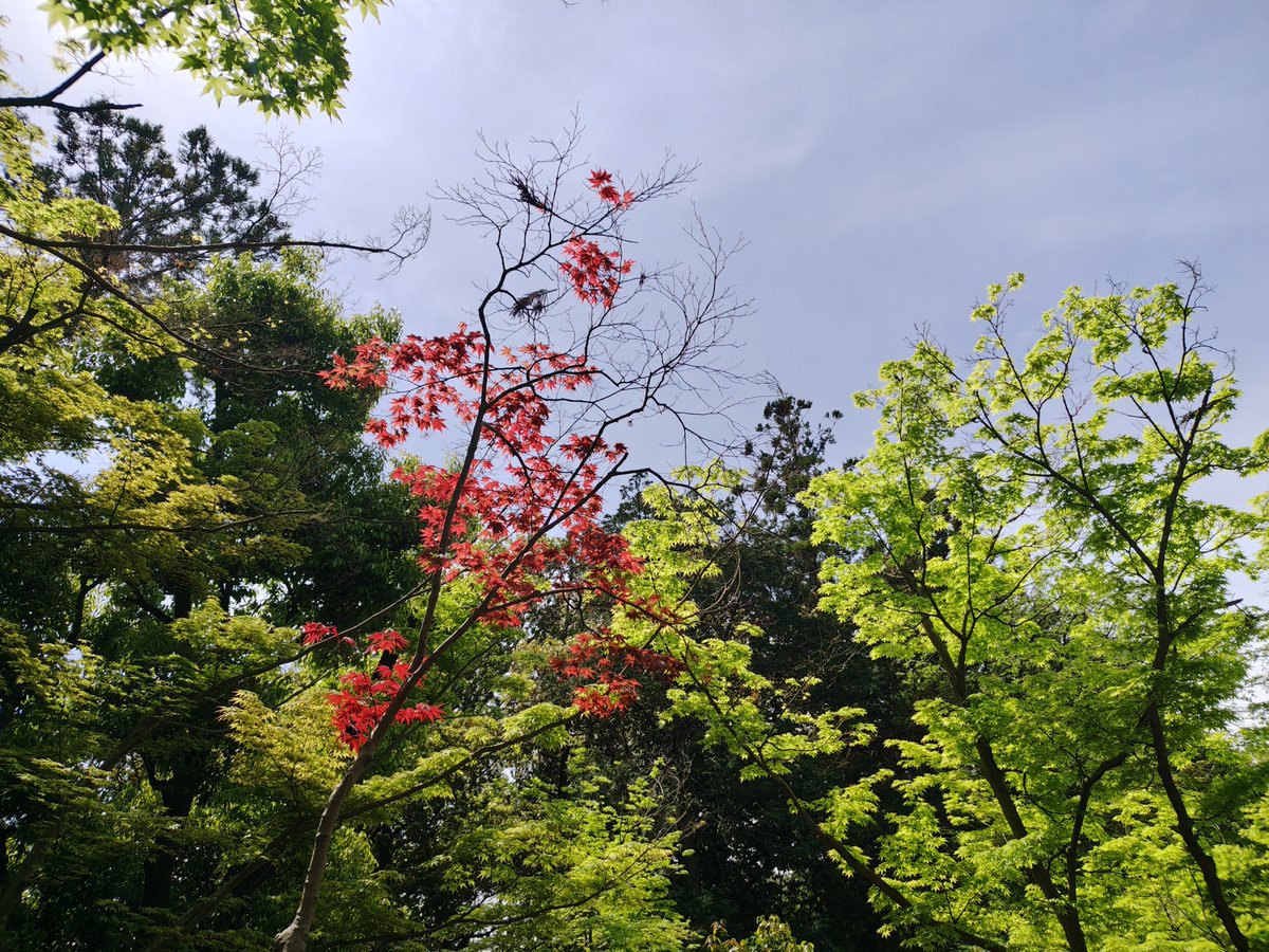 snkdub's tweet photo. もみじは紅より青が好き https://t.co/HpSpLAQOLF
