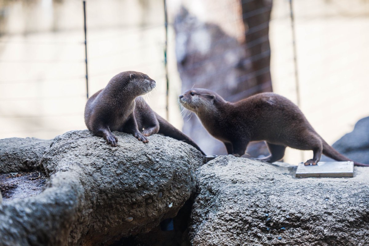 32hajiotter's tweet photo. #コツメカワウソ
#上野動物園
2026.2 https://t.co/mdHSOIHOsr