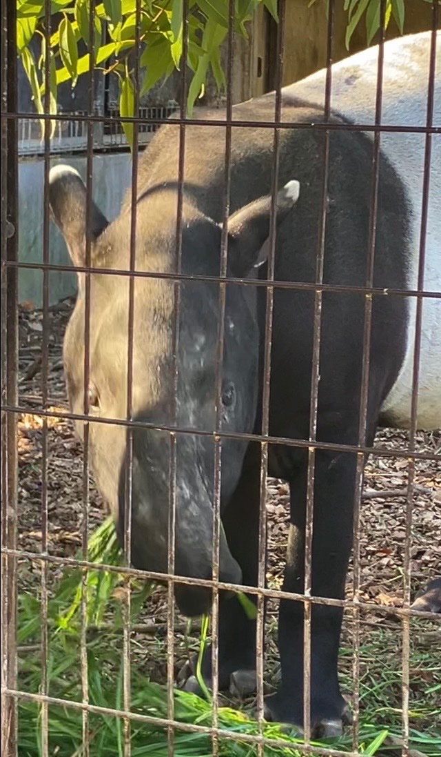 らりっくま tweet media