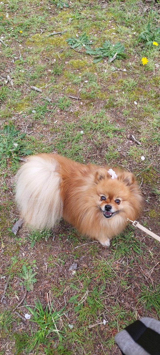 おはぎとコッペ tweet media