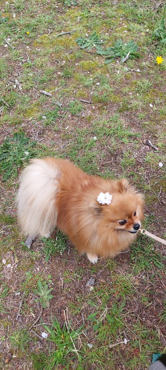 おはぎとコッペ tweet media