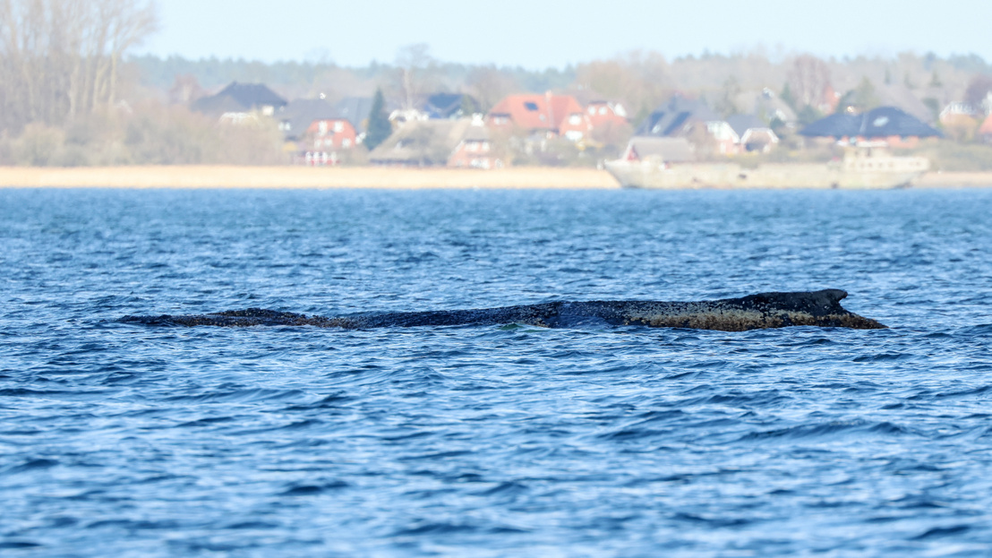 indexhu's tweet image. Egész Németország Timmynek drukkol, Hawaii-ról hoztak specialistát a haldokló bálna megmentésére.

index.hu/kulfold/2026/0…

Fotó: Bodo Marks / Getty Images

#Germany #whale #fauna #rescue #indexhu