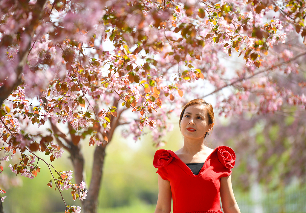 AnargulInBJ's tweet image. Crabapple flowers are blooming brilliantly across a city in China's Xinjiang. They bring fresh vitality and graceful beauty to the city, making every place full of warm and bright spring vibes. #SpringScenery #BloomingFlowers