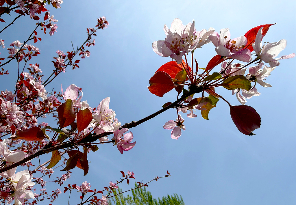 AnargulInBJ's tweet image. Crabapple flowers are blooming brilliantly across a city in China's Xinjiang. They bring fresh vitality and graceful beauty to the city, making every place full of warm and bright spring vibes. #SpringScenery #BloomingFlowers