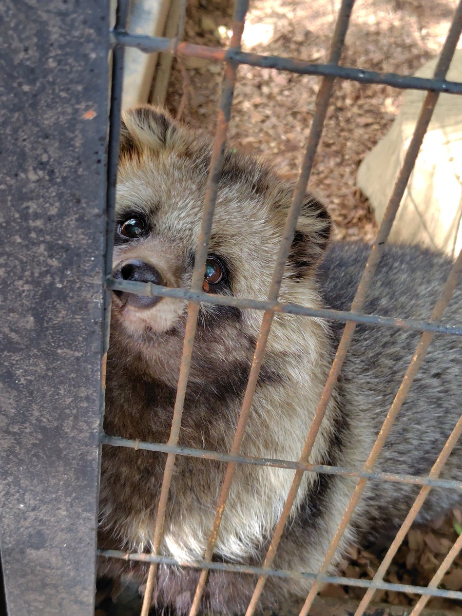 もっち狸 tweet media