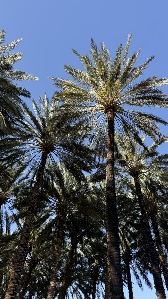 il199i's tweet photo. قال النبي ﷺ : ( أكثروا من الصلاة عليَّ ليلة الجمعة ويوم الجمعة فإن صلاتكم معروضة عليَّ )
اللهم صلِ وسلم على نبينا وحبيبنا محمد وعلى آله وصحبه أجمعين
#يوم_الجمعة https://t.co/oVCJPvWOcO
