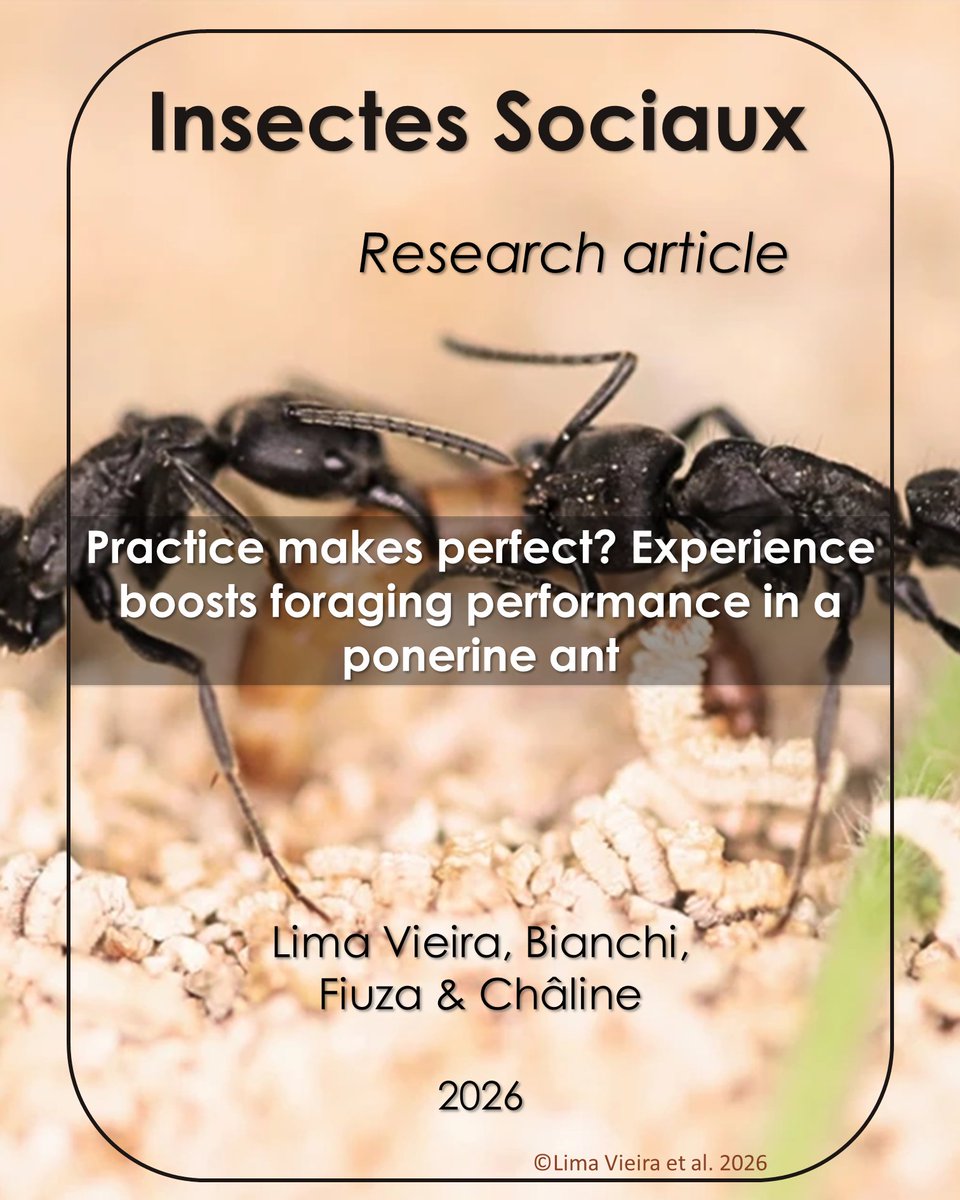 InsSociaux's tweet image. New research article! 📰

Lima Vieira, Chalîne (@nciosp) et al. show that prior success makes Pachycondyla striata workers more active, exploratory, and effective foragers 🐜
🔗 doi.org/10.1007/s00040…

#SocialInsects #Foraging #Experience #Ponerinae #BehaviouralEcology