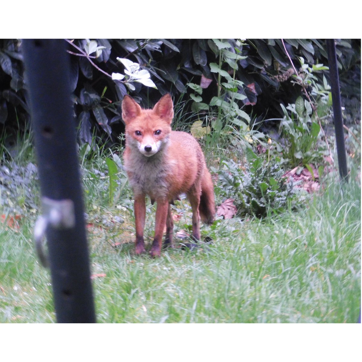 OrigamiCells's tweet image. Friday-fox-day! 🦊  We are inspired every day by the world around us. Today we were lucky enough to see this beautiful vixen in our garden. Foxes feature in many of our #ecosystem models! Learn more here: buff.ly/LU7XTgj   

#geography #biology #scienceteacher
