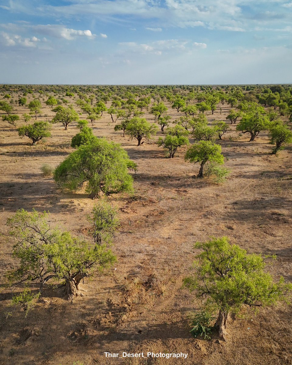 मेरी फ़ोटोग्राफ़ी सरकार तक पहुँच रही है और पसंद भी आ रही है।एक सप्ताह पहले ही हमने ये फोटो एक ओरण का लेकर पोस्ट किया था ओर आज राजस्थान सरकार के <a href="/RajGovOfficial/">Government of Rajasthan</a> पेज पर भी जारी किया गया है।सरकार को मेरे सुझावों पर भी अमल करना चाहिए अगर उन तक ये पोस्टें पहुंच रही है तो

सरकार मुझे