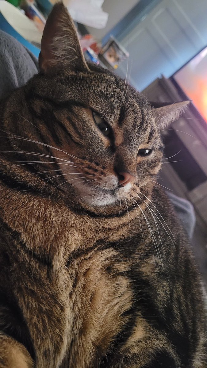 Silenye/Mother of cats tweet media