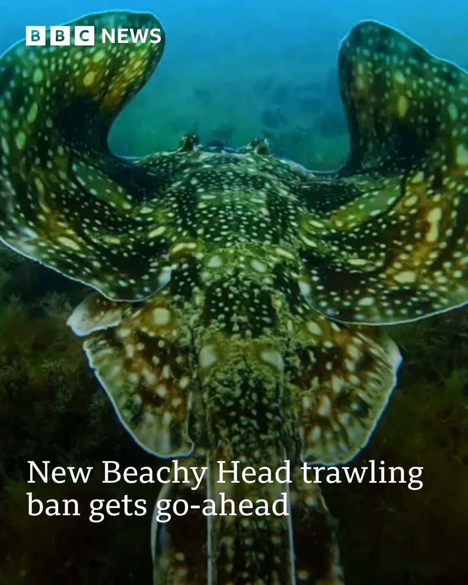 BBC Sussex tweet media