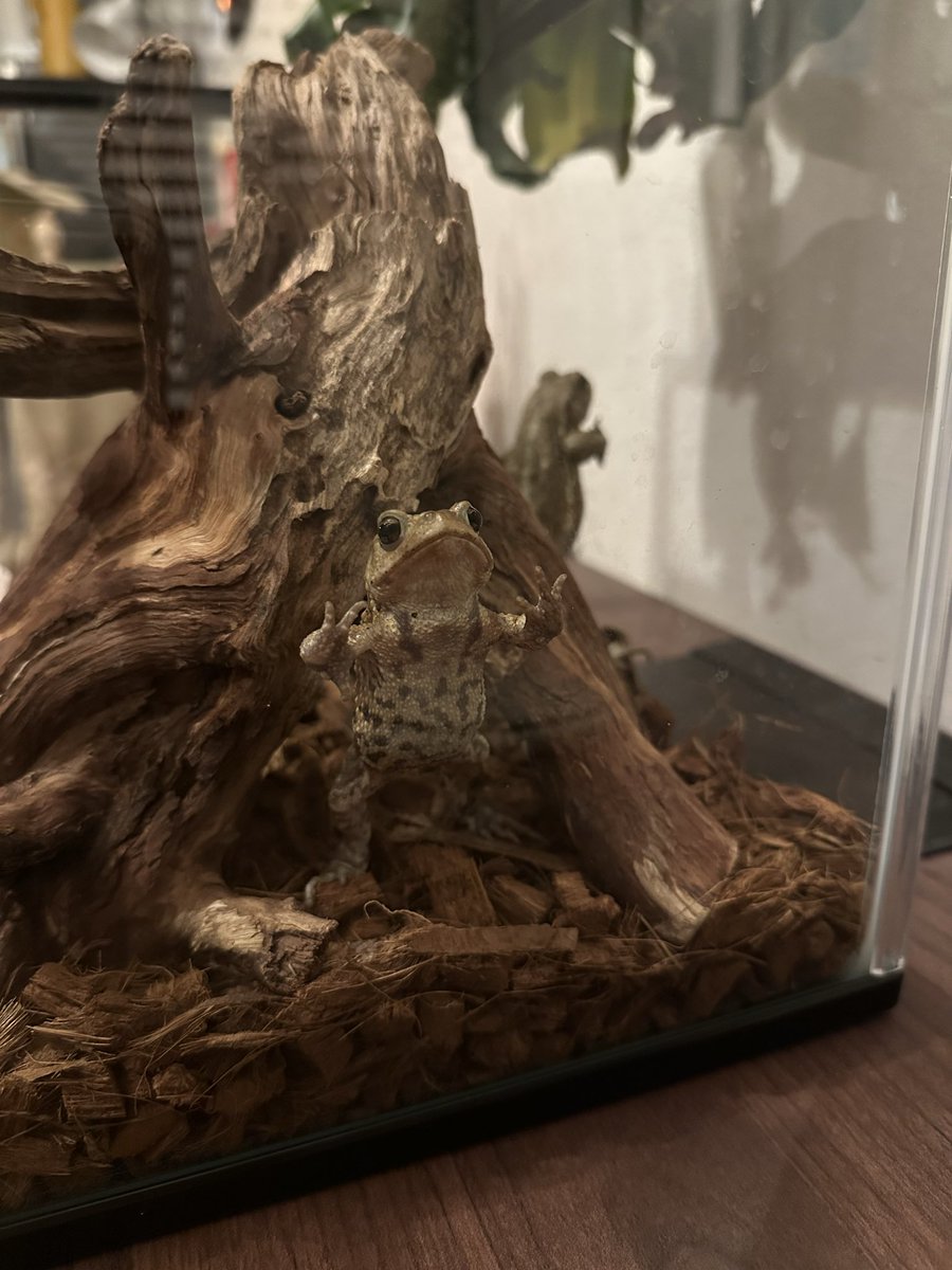 lovely frogs (@mylovelyfrogs) / Posts / X