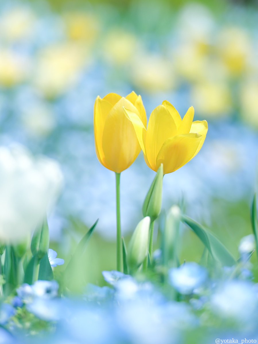 よたか tweet media