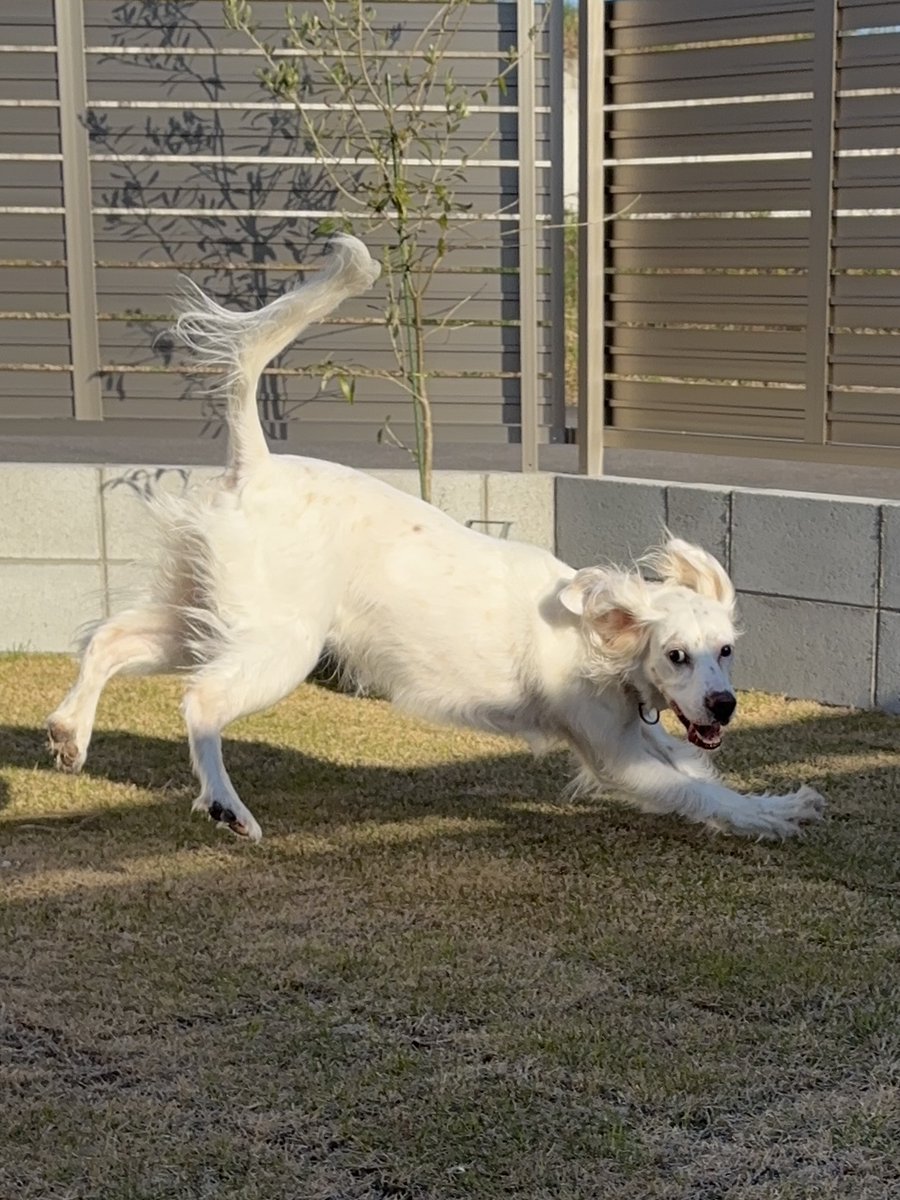 みのかさ tweet media