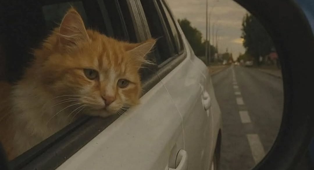 Rastafarian_culture tweet media