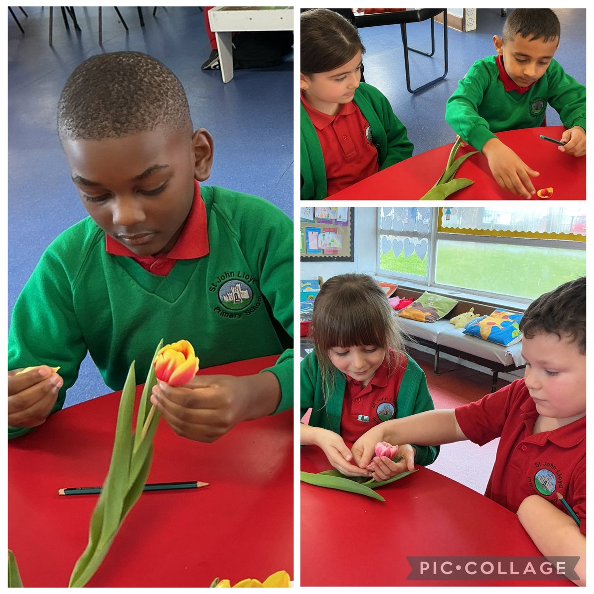SJLCARDIFF's tweet image. #Year2 are busy becoming #PlantDetectives as they dissect a plant, to understand more about each part, that makes a plant thrive 🌱. #AmbitiousCapableLearners #Curious #Science