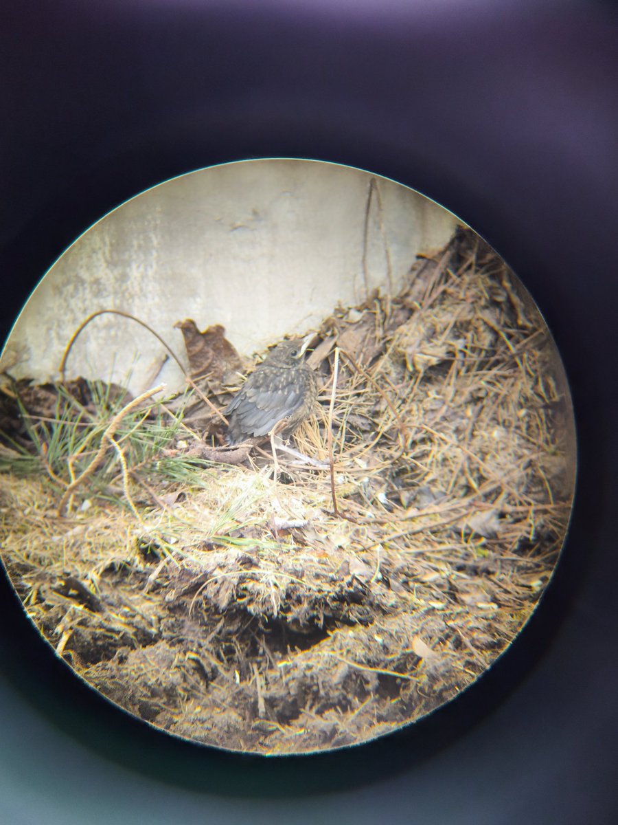 pocotowszystko🐓 tweet media