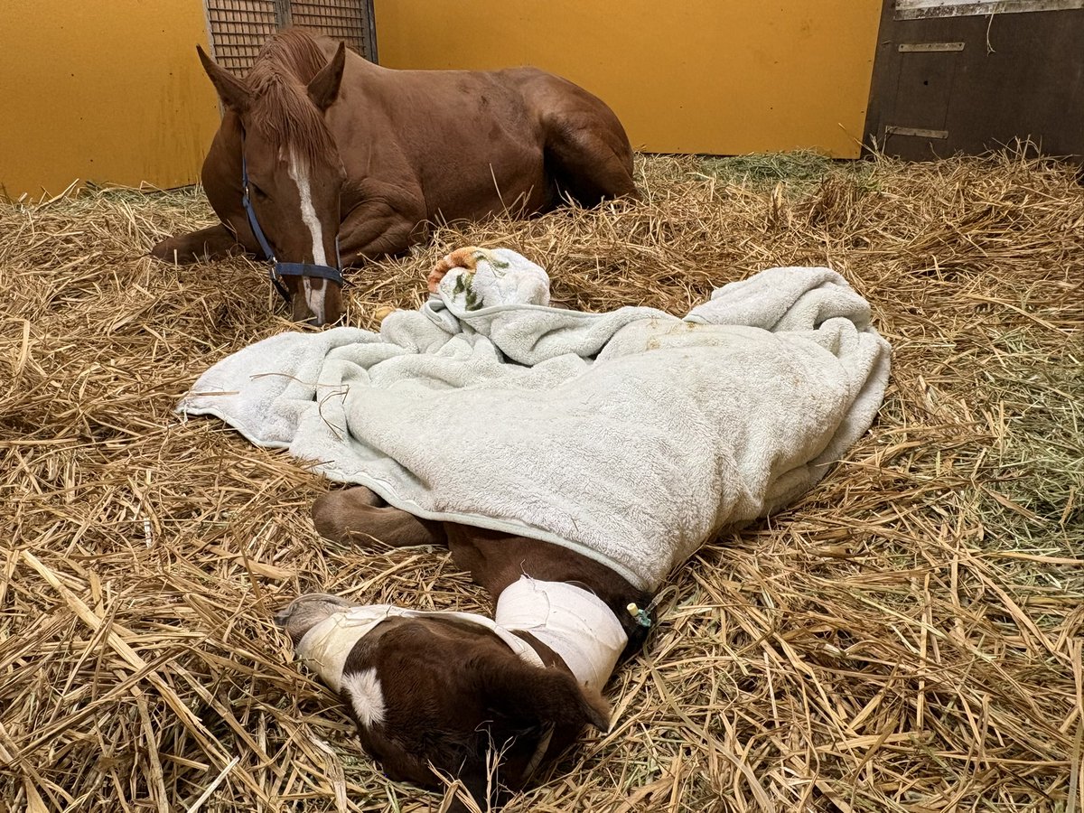 LakeVillaFarm tweet media