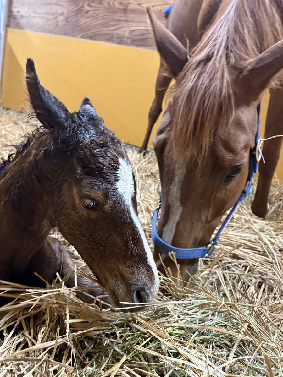 LakeVillaFarm tweet media