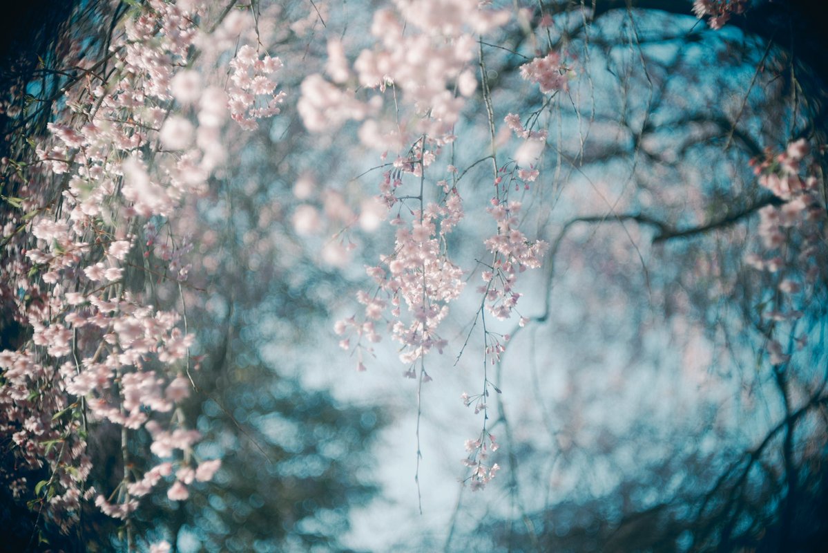 未 空 │ ᴍ ɪ ᴋ ᴜ ☁️ 個展6/12-14 tweet media