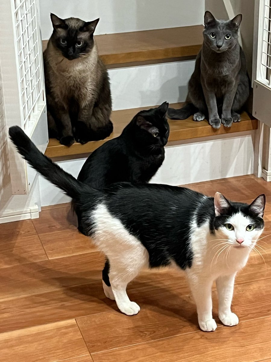 58_R_58's tweet photo. ねこねこしい https://t.co/d9gJJCE8qC