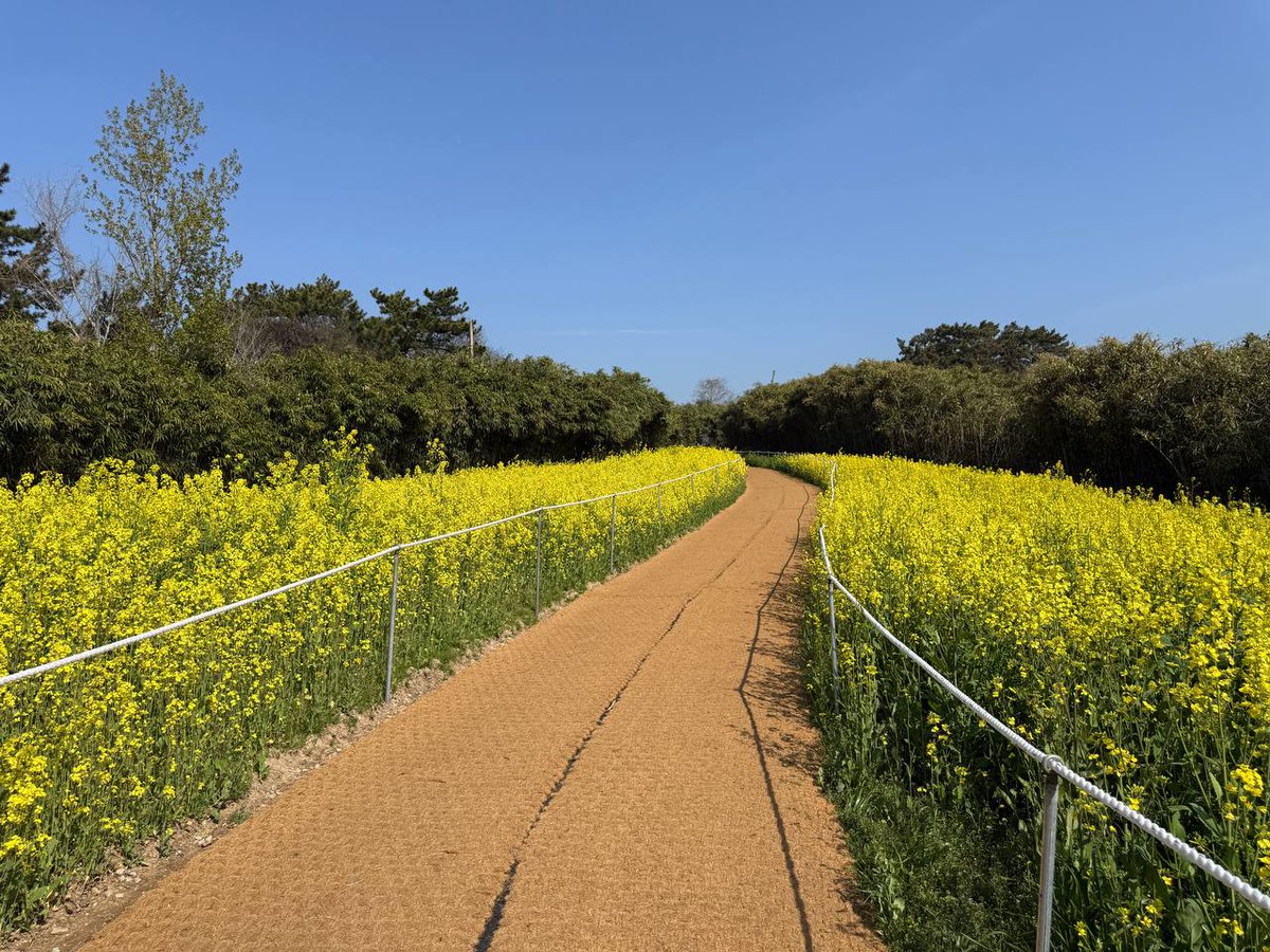 설레임 tweet media