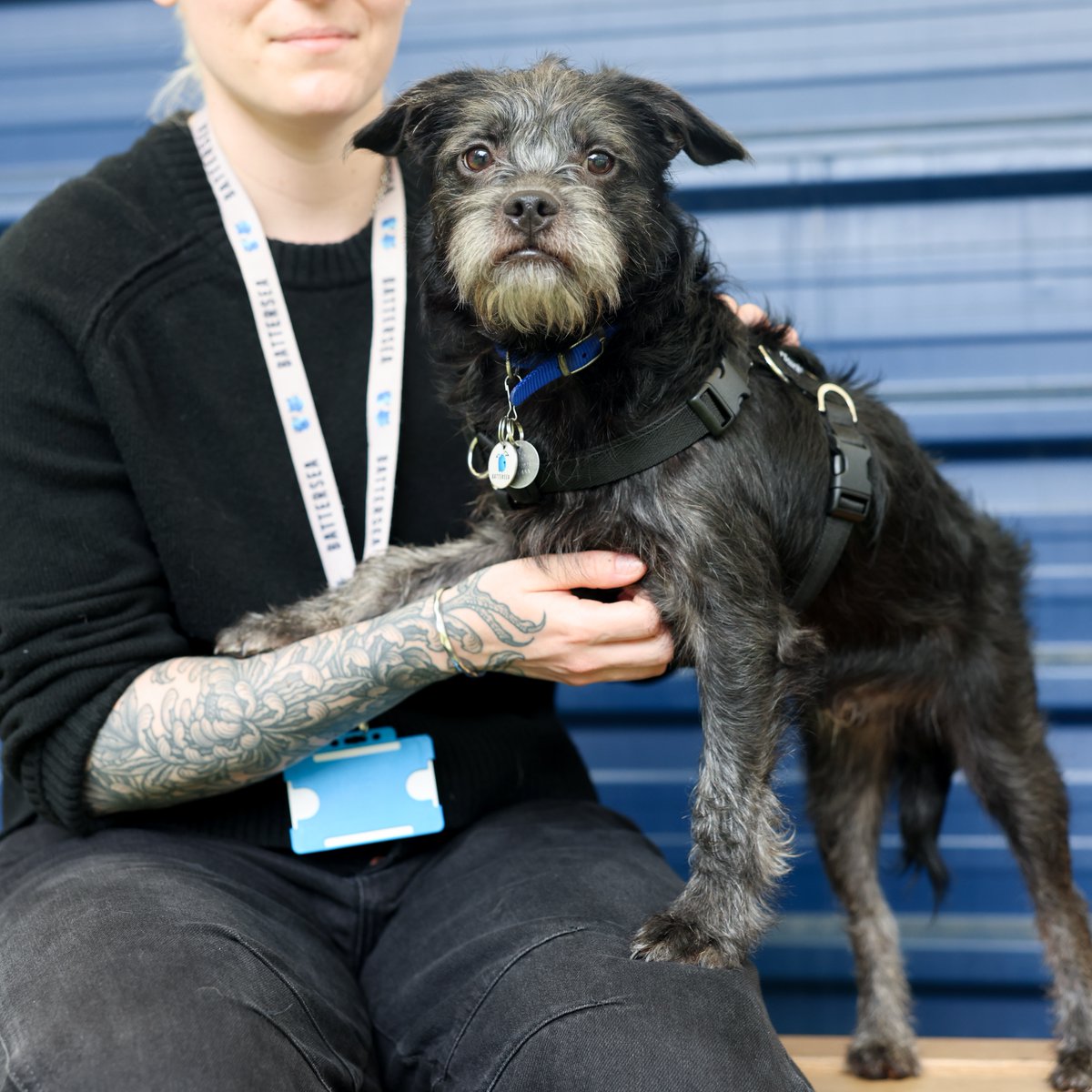 Battersea tweet media