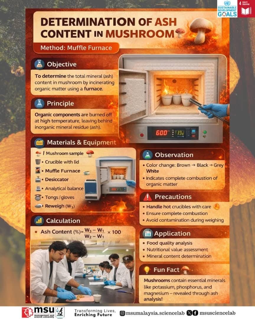 MSUsciencelab's tweet image. From mushroom to minerals 🍄🔥
MSU students explore ash content analysis to measure mineral content in food through combustion &amp;amp; gravimetric techniques.
#MSUScienceLab #AshContent #FoodQuality #SDG4QualityEducation